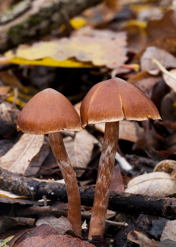 Cortinarius parvannulatus